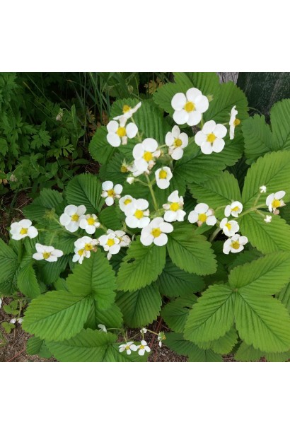 Суниця гібридна Мускатна цвітіння білими квітами